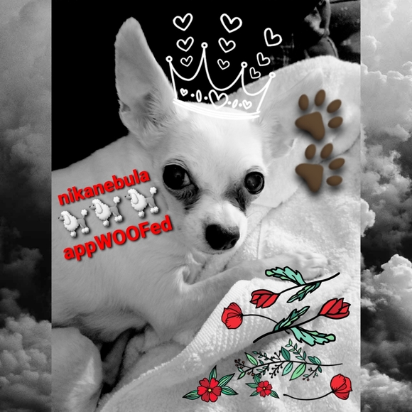 🪐🐾N3 Promise☕☑ - Picture 2 of 2